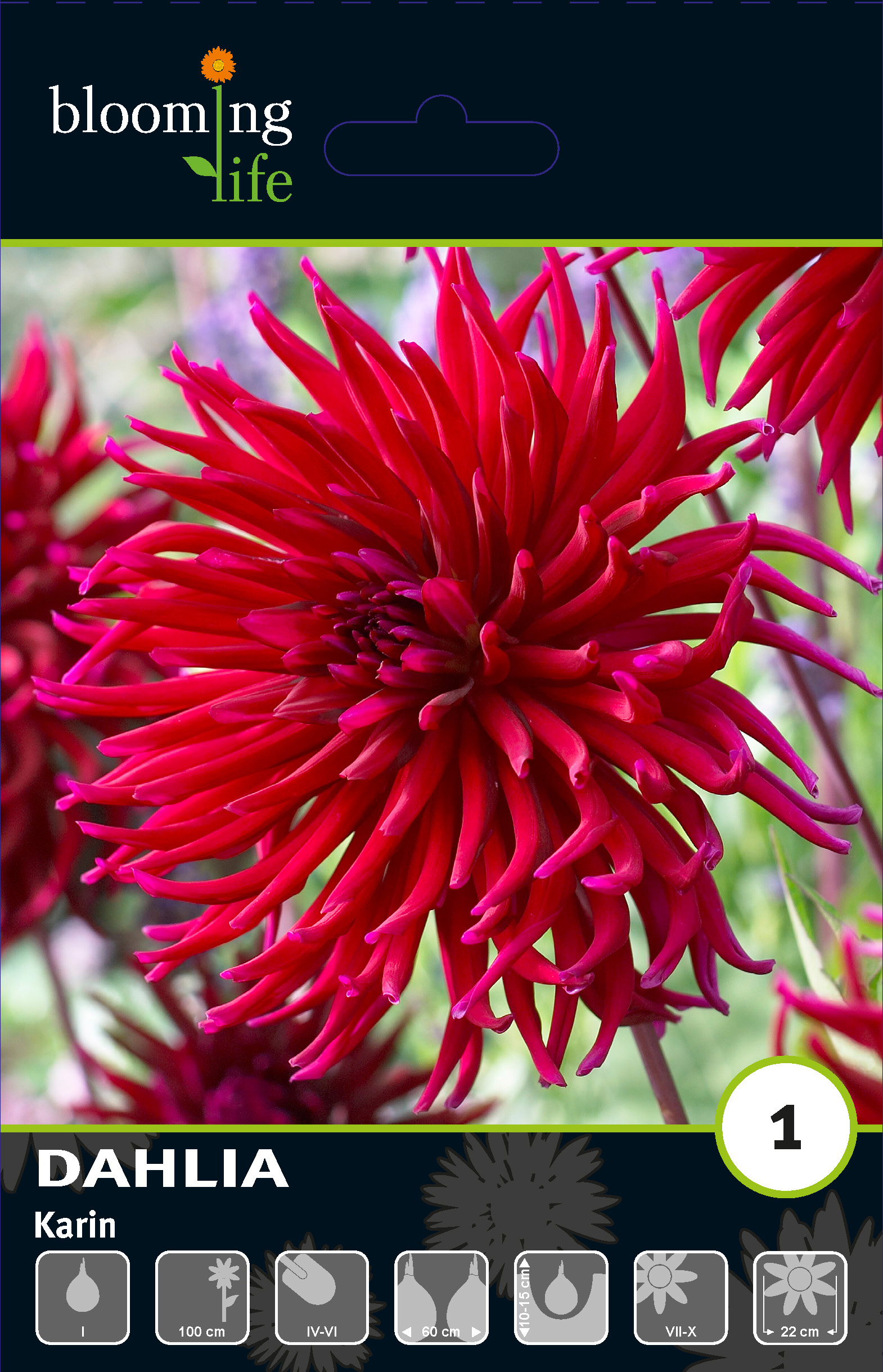 Георгина кактусовая Карин